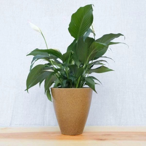 Garden Goods Direct Peace Lily House Plants 10 Garden Goods Direct Peace Lily House Plants