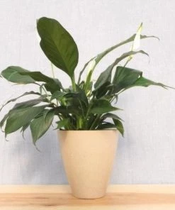 Garden Goods Direct Peace Lily House Plants 23 Garden Goods Direct Peace Lily House Plants
