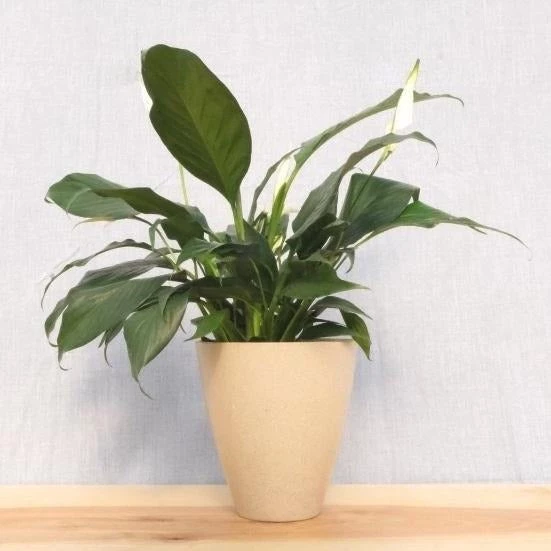 Garden Goods Direct Peace Lily House Plants 11 Garden Goods Direct Peace Lily House Plants