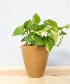 Garden Goods Direct Golden Pothos House Plants