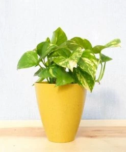 Garden Goods Direct Golden Pothos House Plants