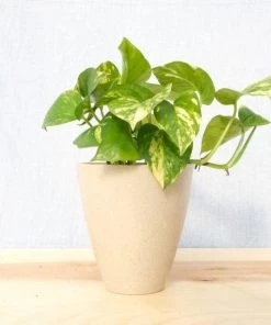 Garden Goods Direct Golden Pothos House Plants
