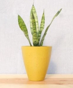 Garden Goods Direct Zeylanica Snake Plants House Plants