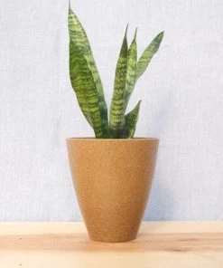 Garden Goods Direct Zeylanica Snake Plants House Plants