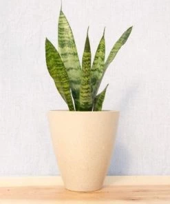 Garden Goods Direct Zeylanica Snake Plants House Plants