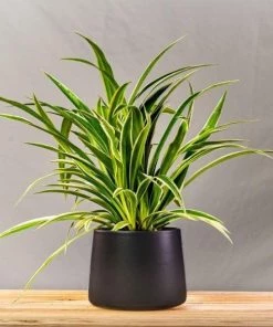 Garden Goods Direct Spider Plant 21 Garden Goods Direct Spider Plant