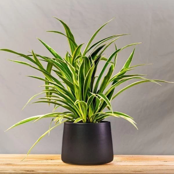 Garden Goods Direct Spider Plant 11 Garden Goods Direct Spider Plant