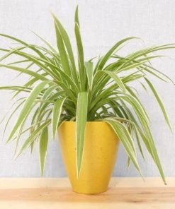Garden Goods Direct Spider Plant 14 Garden Goods Direct Spider Plant