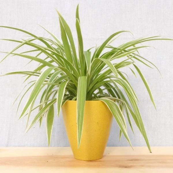 Garden Goods Direct Spider Plant 4 Garden Goods Direct Spider Plant