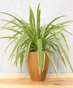 Garden Goods Direct Spider Plant 15 Garden Goods Direct Spider Plant