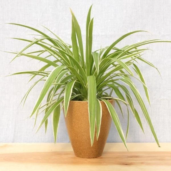 Garden Goods Direct Spider Plant 5 Garden Goods Direct Spider Plant