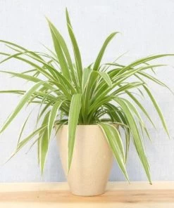 Garden Goods Direct Spider Plant 16 Garden Goods Direct Spider Plant