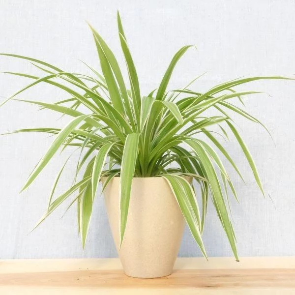 Garden Goods Direct Spider Plant 6 Garden Goods Direct Spider Plant