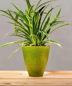 Garden Goods Direct Spider Plant 19 Garden Goods Direct Spider Plant