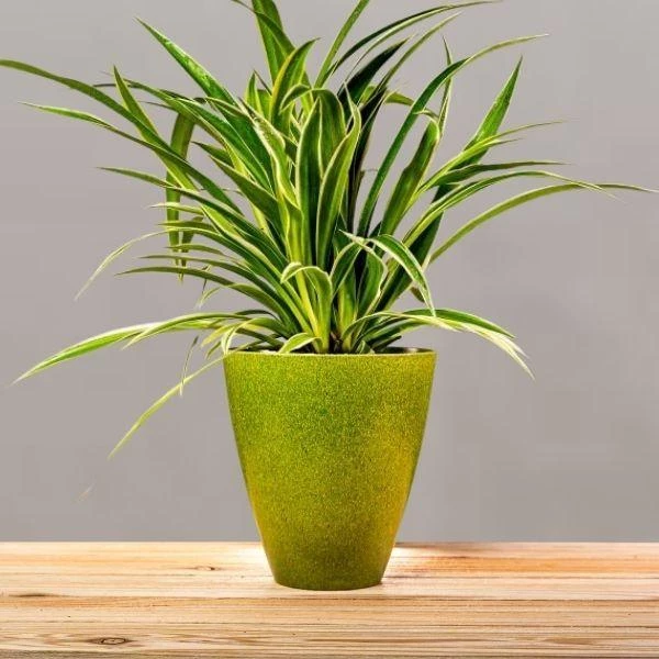Garden Goods Direct Spider Plant 9 Garden Goods Direct Spider Plant
