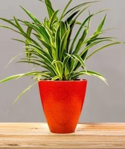 Garden Goods Direct Spider Plant 17 Garden Goods Direct Spider Plant