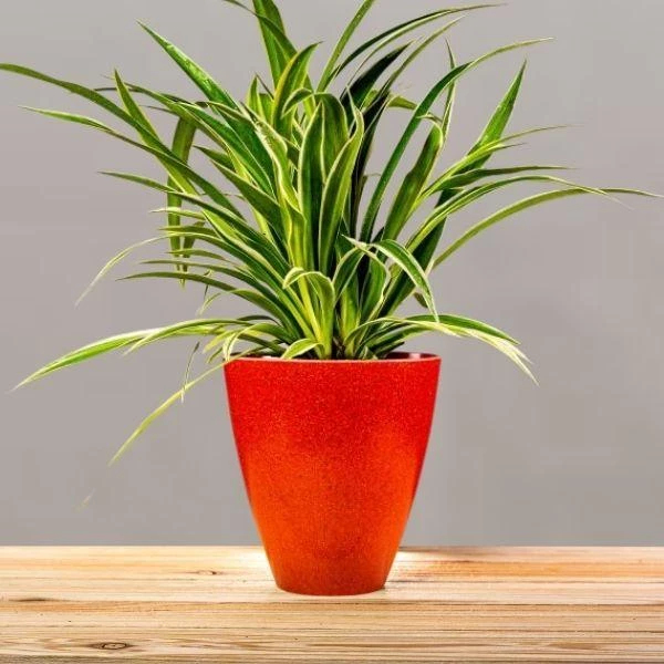 Garden Goods Direct Spider Plant 7 Garden Goods Direct Spider Plant