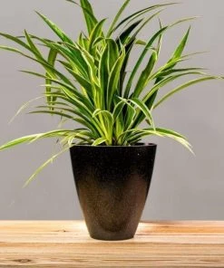 Garden Goods Direct Spider Plant 20 Garden Goods Direct Spider Plant