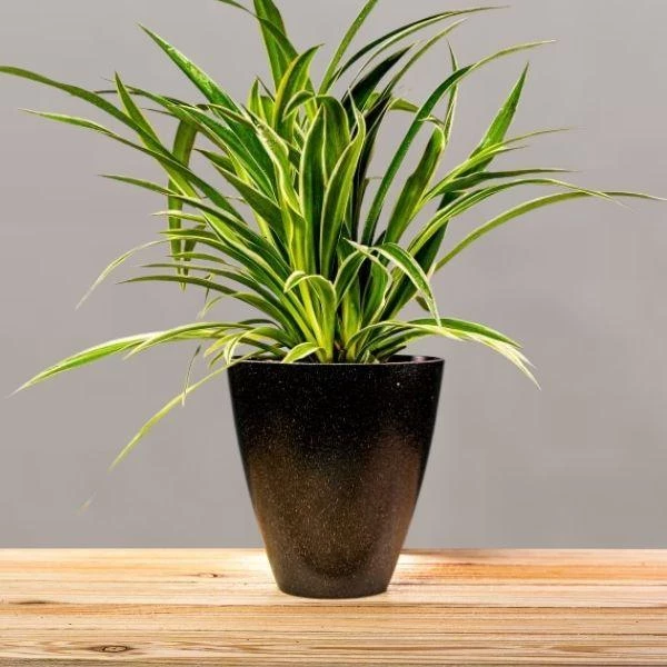 Garden Goods Direct Spider Plant 10 Garden Goods Direct Spider Plant