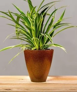 Garden Goods Direct Spider Plant 18 Garden Goods Direct Spider Plant