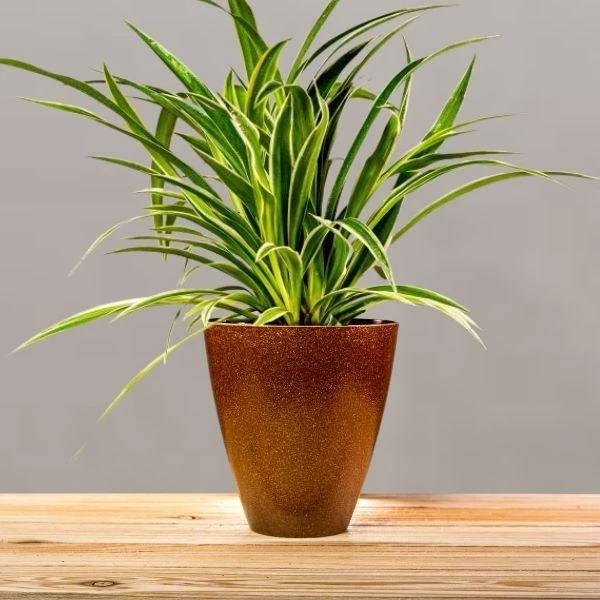 Garden Goods Direct Spider Plant 8 Garden Goods Direct Spider Plant