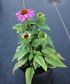 Garden Goods Direct Perennials Echinacea Pow Wow Wild Berry