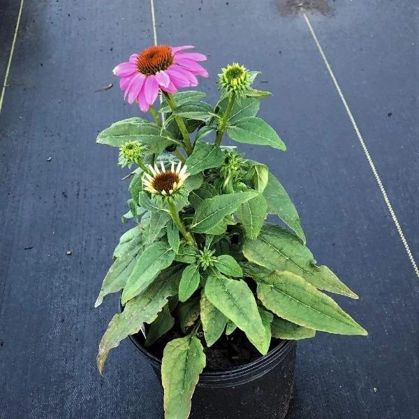 Garden Goods Direct Perennials Echinacea Pow Wow Wild Berry 2 Garden Goods Direct Perennials Echinacea Pow Wow Wild Berry