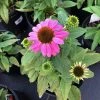 Garden Goods Direct Perennials Echinacea Pow Wow Wild Berry