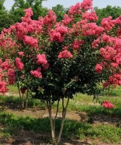 Garden Goods Direct Tuscarora Crape Myrtle