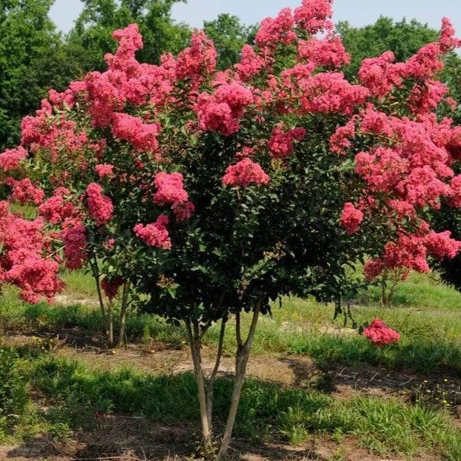 Garden Goods Direct Tuscarora Crape Myrtle 1 Garden Goods Direct Tuscarora Crape Myrtle