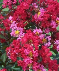 Garden Goods Direct Princess Zoey Crape Myrtle Shrubs