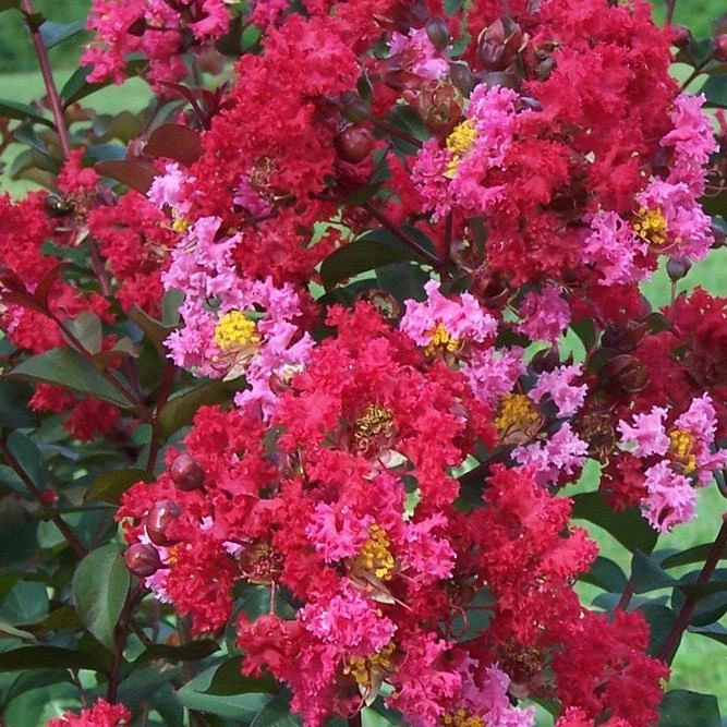 Garden Goods Direct Princess Zoey Crape Myrtle Shrubs 1 Garden Goods Direct Princess Zoey Crape Myrtle Shrubs