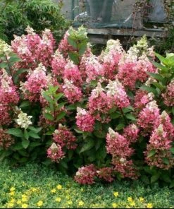 Garden Goods Direct Flare Hydrangea