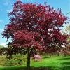Garden Goods Direct Profusion Crabapple Trees