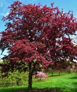Garden Goods Direct Profusion Crabapple Trees