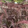 Garden Goods Direct Annuals Purple Fountain Grass