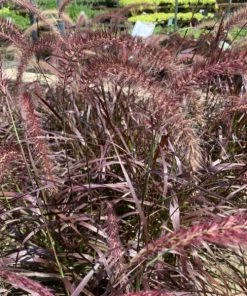 Garden Goods Direct Annuals Purple Fountain Grass