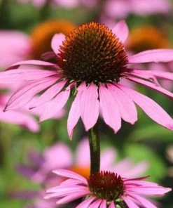 Garden Goods Direct Echinacea Magnus Perennials