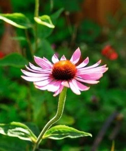Garden Goods Direct Echinacea Magnus Perennials