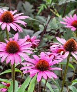 Garden Goods Direct Echinacea Magnus Perennials