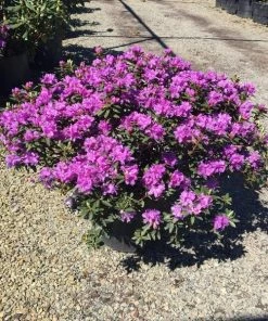 Garden Goods Direct Purple Gem Rhododendron