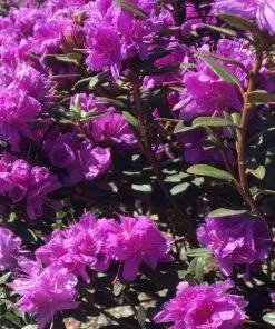 Garden Goods Direct Purple Gem Rhododendron