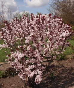 Garden Goods Direct Purple Leaf Sand Cherry Shrubs
