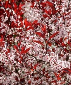 Garden Goods Direct Purple Leaf Sand Cherry Shrubs