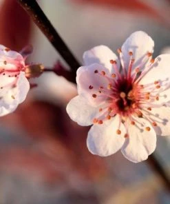 Garden Goods Direct Purple Leaf Sand Cherry Shrubs