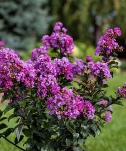 Garden Goods Direct Purple Magic Crape Myrtle Trees