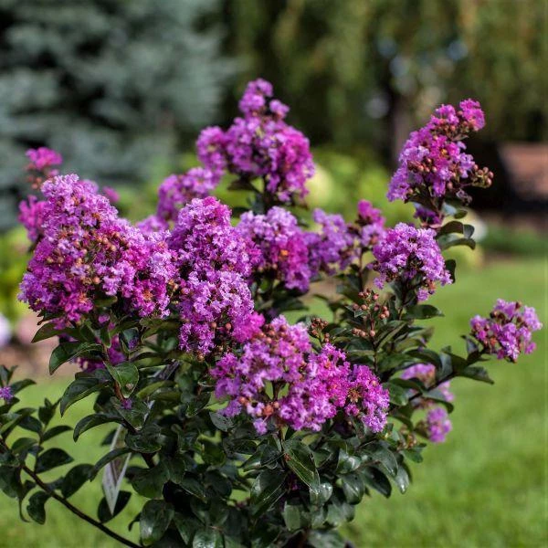 Garden Goods Direct Purple Magic Crape Myrtle Trees 2 Garden Goods Direct Purple Magic Crape Myrtle Trees