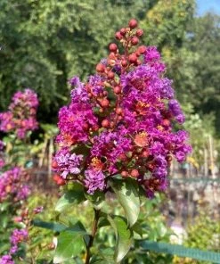 Garden Goods Direct Purple Magic Crape Myrtle Trees 7 Garden Goods Direct Purple Magic Crape Myrtle Trees