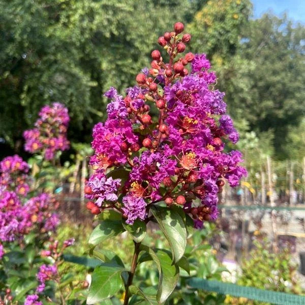 Garden Goods Direct Purple Magic Crape Myrtle Trees 4 Garden Goods Direct Purple Magic Crape Myrtle Trees