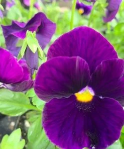 Garden Goods Direct Annuals Purple Pansies